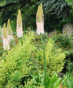 Eremurus or the Fox Tail Lily