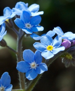 Beautiful Forget me nots